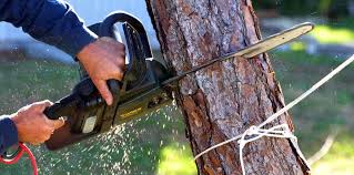 Trusted La Salle, CO  Tree Services Experts