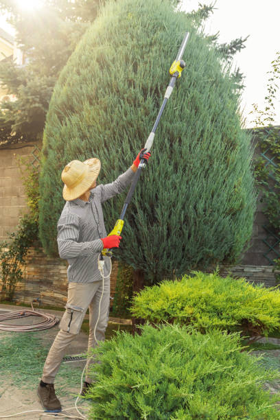 Best Seasonal Cleanup  in La Salle, CO